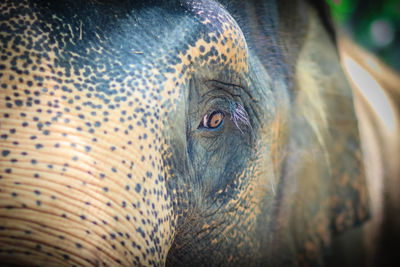 Close-up of elephant looking away