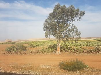 Tree on field against sky