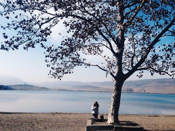 Bare trees at lakeshore