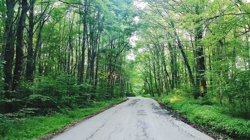 Road passing through forest