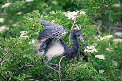Close-up of butterfly perching on flower