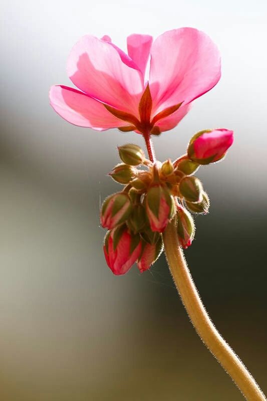 flower, fragility, petal, freshness, beauty in nature, pink color, flower head, close-up, stem, focus on foreground, nature, growth, red, blossom, plant, single flower, pink, bud, in bloom, botany