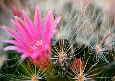 Close-up of pink cactus plant
