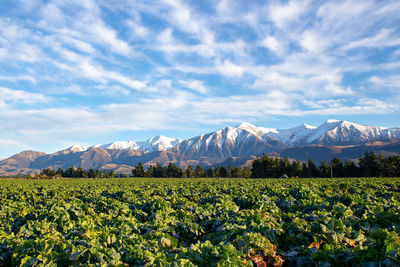 Scenic view of flowering plants and mountains against sky