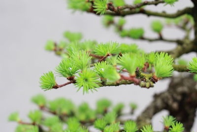 Low angle view of plant