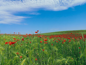 Red poppy flowers on field against sky