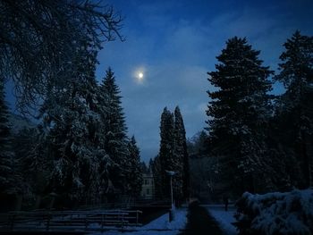 Low angle view of trees against sky during winter