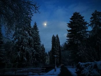 Low angle view of trees against sky during winter