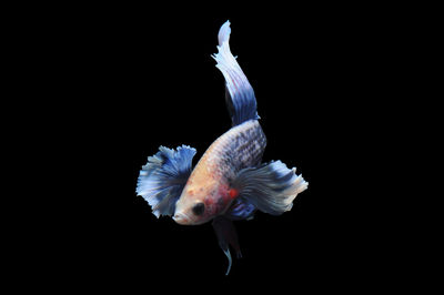 Close-up of a bird over black background