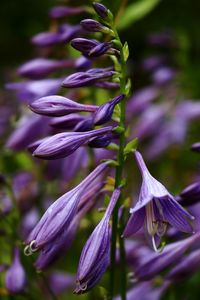 Close-up of purple flowering plant