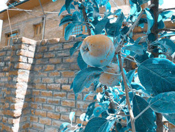 Low angle view of flowering plant