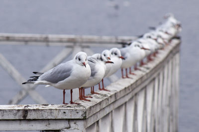 Seagulls perching on railing