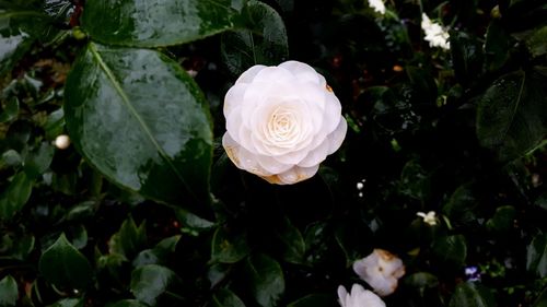 Close-up of white rose flower