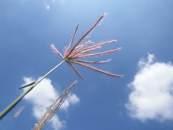 Low angle view of plant against blue sky