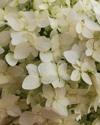 Full frame shot of white flowering plants