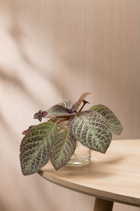 Close-up of plant