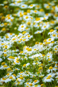 Close-up of yellow flowering plant on field