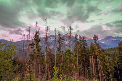 Panoramic view of pine trees against sky