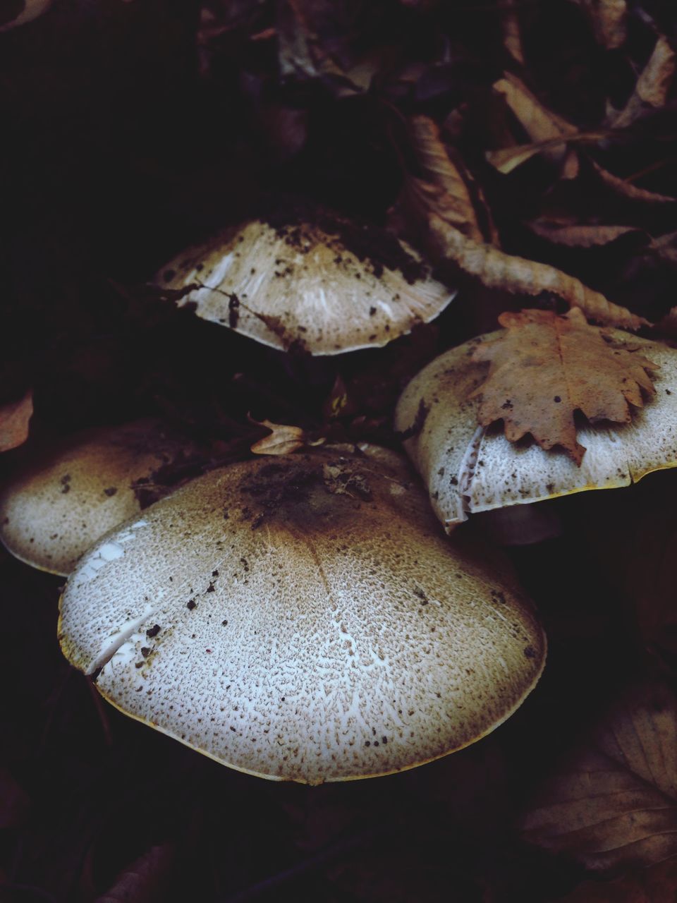 CLOSE-UP OF MUSHROOMS GROWING OUTDOORS