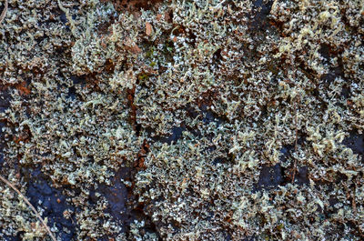 Full frame shot of lichen