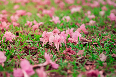 Close-up of pink flowering plants on land