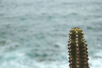 Close-up of succulent plant in sea