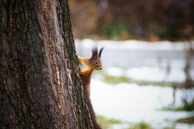 Close-up of squirrel on tree trunk