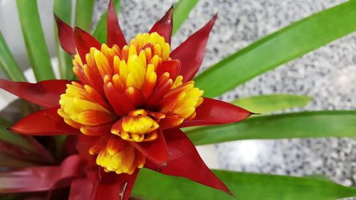 Close-up of red flower blooming outdoors