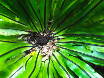 High angle view of butterfly on leaf