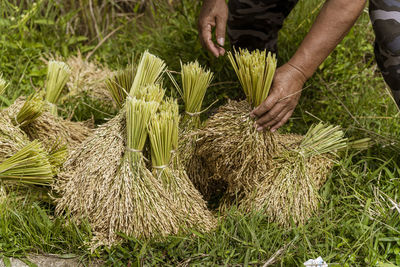 Low section of man standing amidst plants