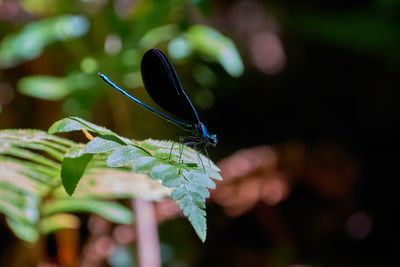 Close-up of butterfly on leaf