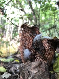 Close-up of a bird on tree trunk