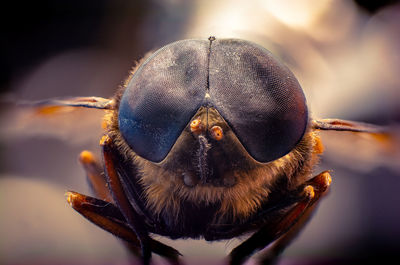 Close up fly