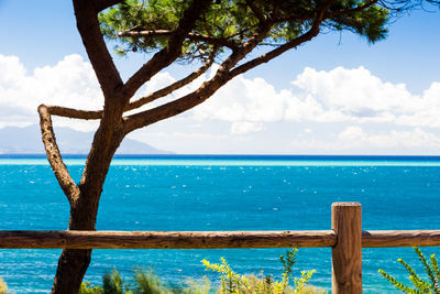 Tree by sea against sky