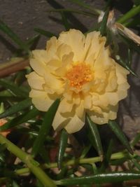 Close-up of yellow flowering plant