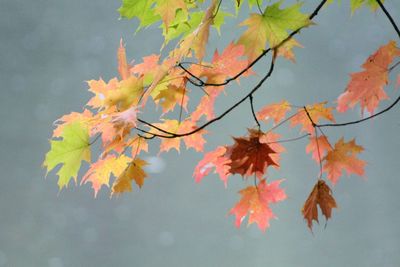 Close-up of autumn leaves on branch