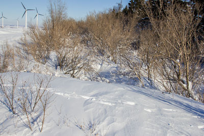 Snow covered land and bare trees on field during winter