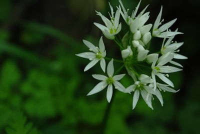 Close-up of white flowering plant