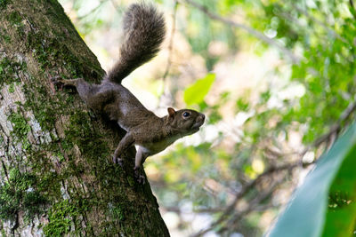 Low angle view of monkey on tree