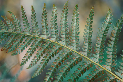 plant
