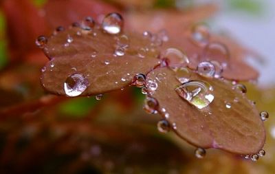 Close-up of water drops on flower
