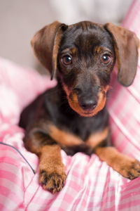 Close-up portrait of puppy on bed
