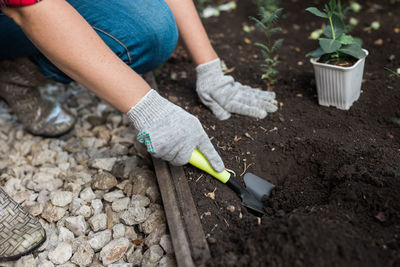 Low section of botanist planting seedling