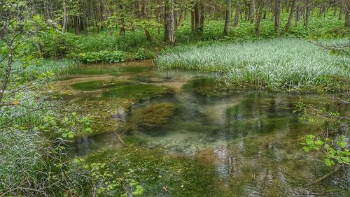 Scenic view of lake in forest