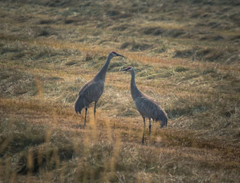 View of two birds on land