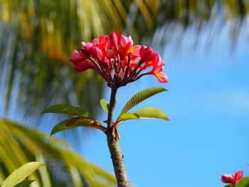 Close-up of red flowering plant