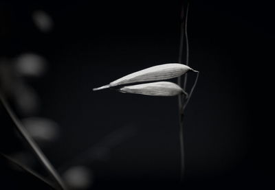 Close-up of flower blooming outdoors