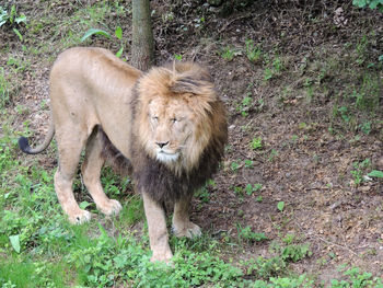 Lion on grass