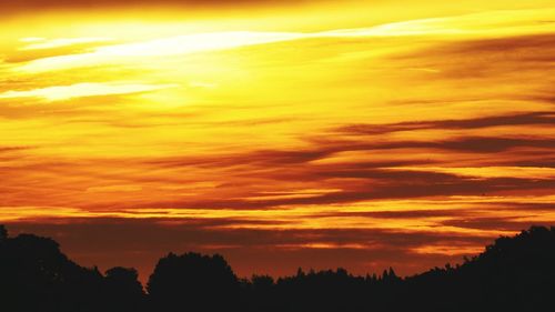 Silhouette of trees at sunset