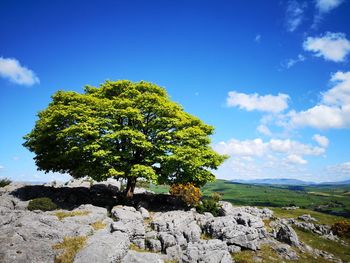 Tree on rock against sky